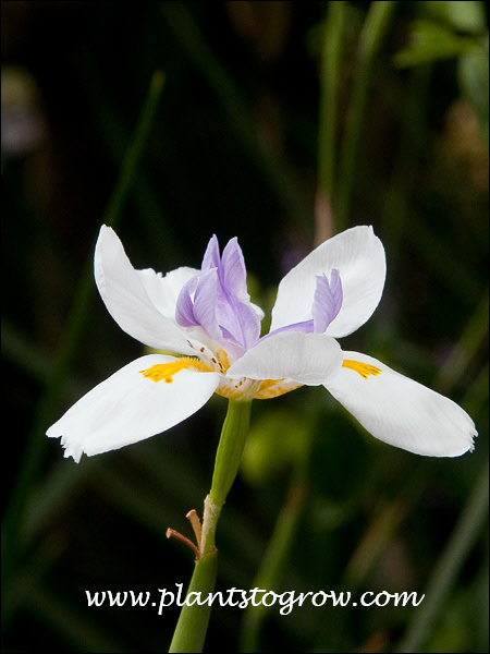 Fairy Iris (Dietes grandiflora)
